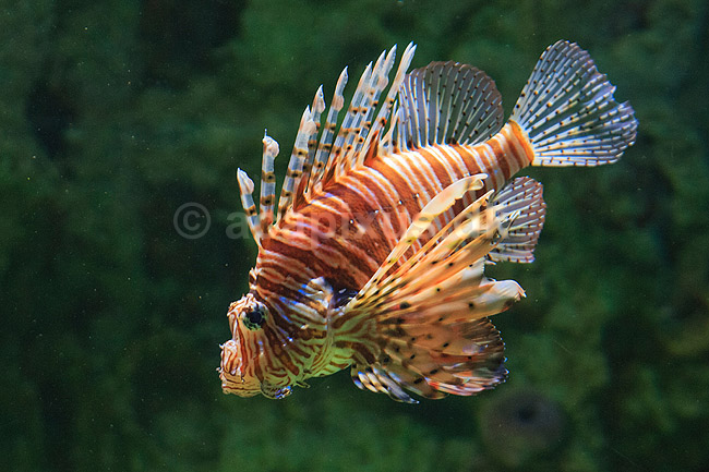 Dragefisk; Pterois volitans; Den Bl� Planet; ; ; Fisk; 