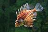 Dragefisk Pterois volitans Den Bl� Planet   Fisk 