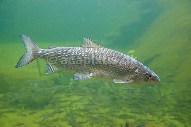 Almindelig helt. Helt i AQUA i Silkeborg; Coregonus lavaretus; AQUA; ; ; Fisk; Salmonidae