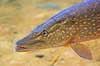 Gedde. Gedde i AQUA i Silkeborg Esox lucius AQUA   Fisk Esocidae, gedder, ferskvandsfisk, brakvandsfisk, undervandsmilj�, pike, hecht, fish, benfisk, beinfisk, fiskar, g�dda, gjedde, gedda