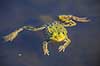 Fr�. Almindelig gr�n fr� Rana esculenta    Padder Fr�er, springpadder, Pelophylax esculentus