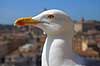 Middelhavss�lvm�ge. Middelhavss�lvm�ge p� murv�rk i Castel Sant Angelo Larus michahellis Castel Sant Angelo / Rom Italien  Fugle M�gefugle, Laridae