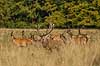 Kronhjort. Kronhjort med sit harem i sit revir under brunstperioden Cervus elaphus J�gersborg Dyrehave / Sj�lland   pattedyr Hjorte, kronhjorte, Cervidae, Parrett�ede hovdyr, Artiodactyla, Krondyr, Red deer, kronvildt, krondyr, kronhjorte, brunst, hjort
