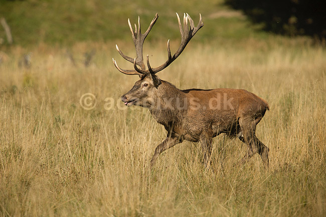 Kronhjort. Kronhjort i sit revir under brunstperioden; Cervus elaphus; J�gersborg Dyrehave / Sj�lland; ; ; pattedyr; Hjorte, kronhjorte, Cervidae, Parrett�ede hovdyr, Artiodactyla, Krondyr, Red deer, kronvildt, krondyr, kronhjorte, brunst, hjort