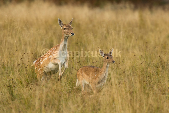 D�dyr. D�dyr i Dyrehaven; Dama dama; J�gersborg Dyrehave / Sj�lland; ; ; pattedyr; Hjorte, Cervidae, Parrett�ede hovdyr, Artiodactyla, hjort, d�vildt, gevir, fuldskuffel, dr�vtygger, brunst, fallow deer, d�hjort, dovhjort