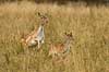 D�dyr. D�dyr i Dyrehaven Dama dama J�gersborg Dyrehave / Sj�lland   pattedyr Hjorte, Cervidae, Parrett�ede hovdyr, Artiodactyla, hjort, d�vildt, gevir, fuldskuffel, dr�vtygger, brunst, fallow deer, d�hjort, dovhjort
