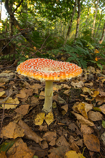 Fluesvamp. R�d fluesvamp; Amanita muscaria; ; ; ; svampe; Amanitaceae, giftige svampe, giftsvampe