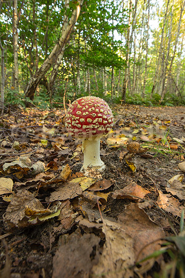 Fluesvamp. R�d fluesvamp; Amanita muscaria; ; ; ; svampe; Amanitaceae, giftige svampe, giftsvampe