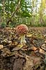 Fluesvamp. R�d fluesvamp Amanita muscaria    svampe Amanitaceae, giftige svampe, giftsvampe