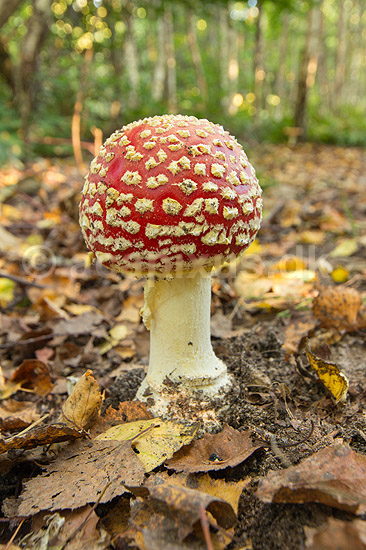 Fluesvamp. R�d fluesvamp; Amanita muscaria; ; ; ; svampe; Amanitaceae, giftige svampe, giftsvampe