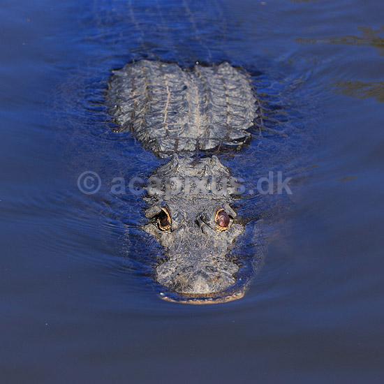Alligator. Amerikansk alligator; Alligator mississippiensis, Alligatoridae; GatorLand / Orlando / Florida; USA; ; krybdyr; Krokodille, krokodiller, alligatorer