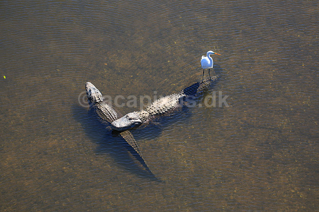 Alligatorer. Amerikansk alligator med s�lvhejre siddende p� halen; Alligator mississippiensis, Alligatoridae; GatorLand / Orlando / Florida; USA; ; krybdyr; Krokodille, krokodiller, alligatorer