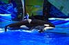 Sp�khugger. Sp�khugger i Seaworld i Orlando Orcinus orca Seaworld / Orlando / Florida USA  pattedyr Sea World, hvaler, sp�khuggere, dr�berhval, dr�berhvaler, tandhval, tandhvaler, dyreopvisning, opvisning med dyr, turister, turisme, dompt�r, Cetacea