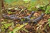 Alligatorer. Amerikansk alligator babyer Alligator mississippiensis, Alligatoridae Corkscrew Swamp Sanctuary / Florida USA  krybdyr Krokodille, krokodiller, alligatorer