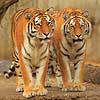 Tigre. Amur tiger, Sibirisk tiger Panthera tigris altaica Zoologisk Have / K�benhavn   pattedyr Katte, Felidae, Rovdyr, Carnivora, kattedyr, tigre, ZOO