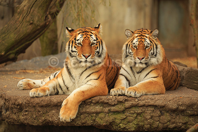 Tigre. Amur tiger, Sibirisk tiger; Panthera tigris altaica; Zoologisk Have / K�benhavn; ; ; pattedyr; Katte, Felidae, Rovdyr, Carnivora, kattedyr, tigre, ZOO
