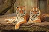 Tigre. Amur tiger, Sibirisk tiger Panthera tigris altaica Zoologisk Have / K�benhavn   pattedyr Katte, Felidae, Rovdyr, Carnivora, kattedyr, tigre, ZOO