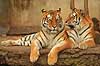 Tigre. Amur tiger, Sibirisk tiger Panthera tigris altaica Zoologisk Have / K�benhavn   pattedyr Katte, Felidae, Rovdyr, Carnivora, kattedyr, tigre, ZOO