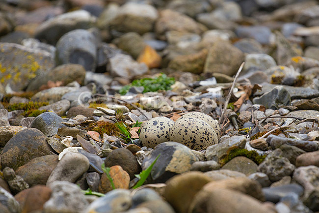 Strandskade�g. Camouflerede �g af strandskade ligge n�sten usynlige imellem sten; Haematopus ostralegus; ; ; ; fugle; Strandskader, Haematopodidae, M�gefugle og vadefugle, Charadriiformes