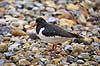 Strandskade. Strand skade mellem sten Haematopus ostralegus    fugle Strandskader, Haematopodidae, M�gefugle og vadefugle, Charadriiformes