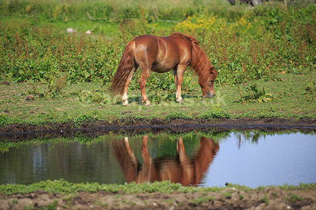 Pony. En ponyhest g�r i halm p� fold; Equus caballus; ; ; ; Pattedyr; Hest, heste, tamhest, tamheste, Nordbag, ridehest, rideheste, manke, man, hesterace, hesteracer, racehest, raceheste