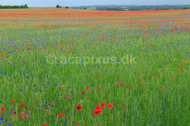 Kornmark. Hvedemark fyldt med valmuer og bl� kornblomster ; Papaver spec; M�l�v; Danmark; ; Planter; Landbrug, marker, ukrudt, landskaber