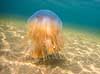 Brandmand. R�d brandmand i Storeb�lt ved Fyens Badestrand ved Nyborg  Cyanea capillata Nyborg Danmark  polypdyr lions mane jellyfish, brennmanet, r�d br�nnmanet, undervandsfoto, gobler, gopler