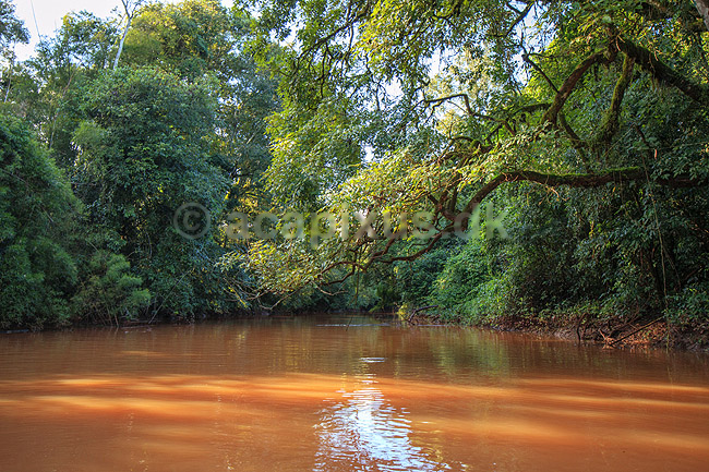 Regnskov. En biflod til Iguazu floden l�ber gennem regnskoven n�r Yacutinga Lodge; ;  Yacutinga Lodge; Argentina; Sydamerika; ; 