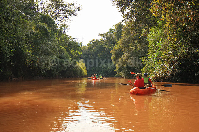 Regnskov. �koturister p� kanotur p� biflod til Iguazu floden, der l�ber gennem regnskoven n�r Yacutinga Lodge; ;  Yacutinga Lodge; Argentina; Sydamerika; ; 