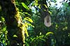 Regnskov. Spindelsv�v i tr�erne i  Misiones regnskoven n�r Yacutinga Lodge   Yacutinga Lodge Argentina Sydamerika  