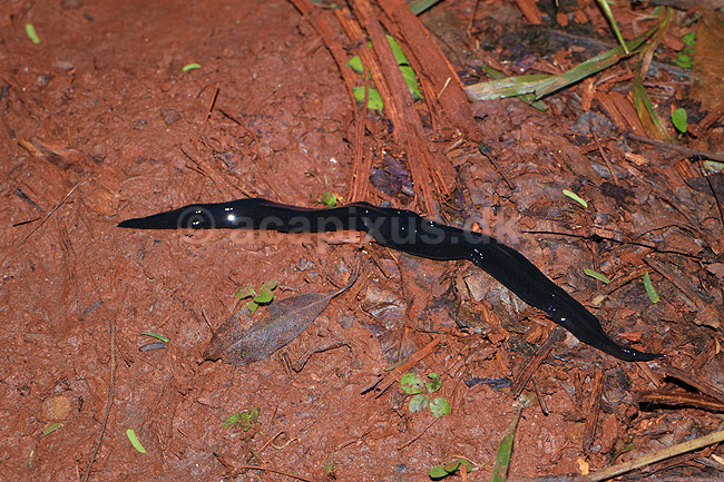 Planarie. Ca 25 cm lang planari i skovbunden i Misiones; ;  Yacutinga Lodge / Misiones Forrest / Iguazu; Argentina; Sydamerika; bl�ddyr; fladorm, fladorme, fimreorm, fimreorme, Platyhelminthes