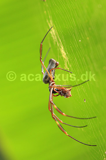 Edderkob. Golden Orb Spider i sit edderkoppespind spiser bytte; Nephila clavipes;  Yacutinga Lodge / Iguazu; Argentina; Sydamerika; Spindlere; Edderkopper, Araneae