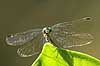 Guldsmed. Guldsmed holder udkig efter bytte p� blad   Yacutinga Lodge / Misiones Forrest / Iguazu Argentina Sydamerika insekter guldsmede, Anisoptera, Odonata