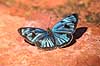Sommerfugl. Bl� sommerfugl slikker salt i skovbunden   Yacutinga Lodge / Misiones Forrest / Iguazu Argentina Sydamerika insekter Sommerfugle, Lepidoptera