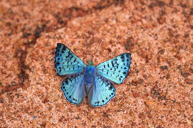 Sommerfugl. Bl� sommerfugl slikker salt i skovbunden; ;  Yacutinga Lodge / Misiones Forrest / Iguazu; Argentina; Sydamerika; insekter; Sommerfugle, Lepidoptera