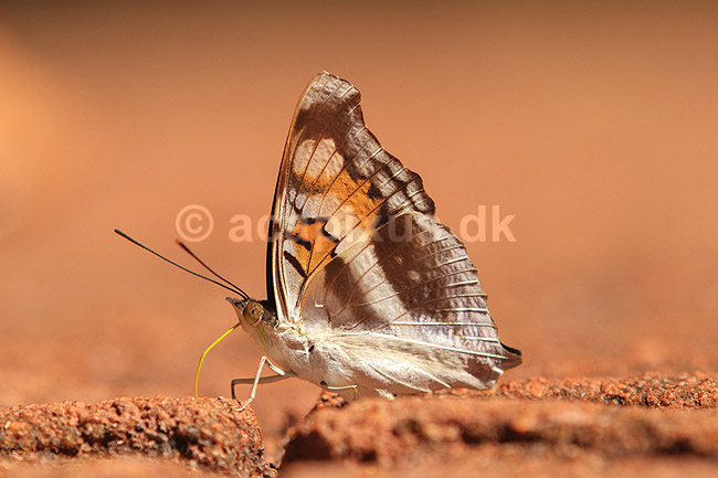 Sommerfugl. Sommerfugl slikker salt i skovbunden; ;  Yacutinga Lodge / Misiones Forrest / Iguazu; Argentina; Sydamerika; insekter; Sommerfugle, Lepidoptera
