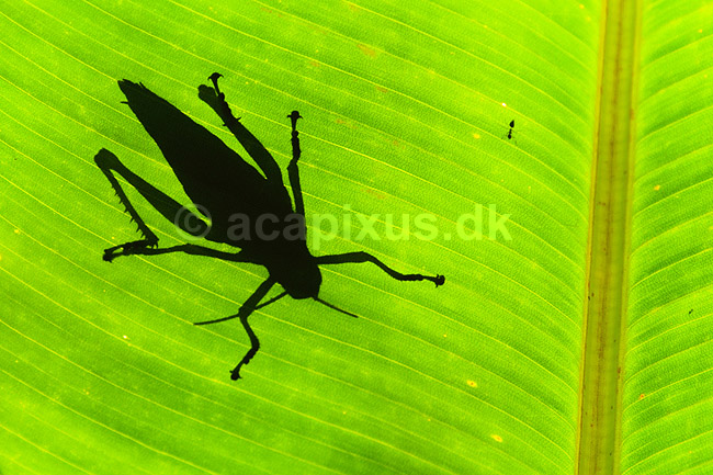 Gr�shoppeskygge. Skyggen af en gr�shoppe p� gr�nt blad; ;  Yacutinga Lodge / Misiones Forrest / Iguazu; Argentina; Sydamerika; insekter; Gr�shopper, Orthoptera