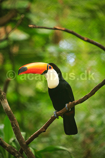 K�mpetukan. K�mpe tukan; Ramphastos toco; Iguazu; Argentina; Sydamerika; fugle; Tukaner, Ramphastidae, n�b