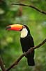 K�mpetukan. K�mpe tukan Ramphastos toco Iguazu Argentina Sydamerika fugle Tukaner, Ramphastidae, n�b