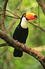 K�mpetukan. K�mpe tukan Ramphastos toco Iguazu Argentina Sydamerika fugle Tukaner, Ramphastidae, n�b