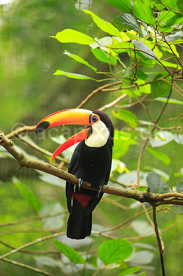 K�mpetukan. K�mpe tukan; Ramphastos toco; Iguazu; Argentina; Sydamerika; fugle; Tukaner, Ramphastidae, n�b