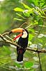 K�mpetukan. K�mpe tukan Ramphastos toco Iguazu Argentina Sydamerika fugle Tukaner, Ramphastidae, n�b