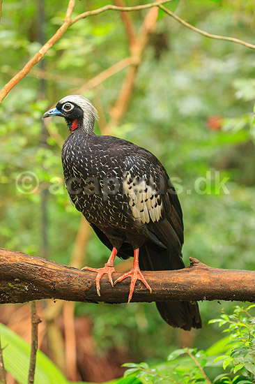Yacutinga . Black-fronted Piping Guan / Pipile jacutinga; Aburria jacutinga; Iguazu; Argentina; Sydamerika; fugle; Hokkoer, Cracidae