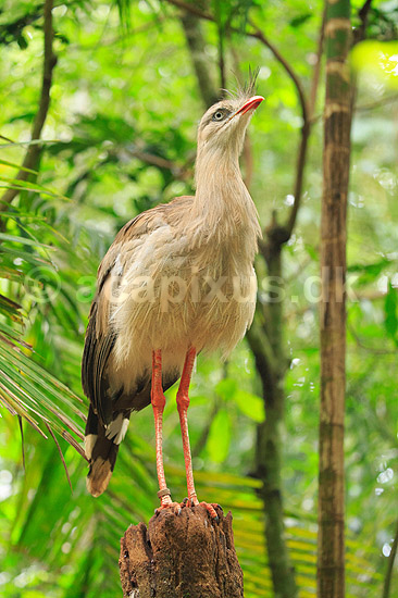 Seriema; Cariama cristata; ; Argentina; Sydamerika; fugle; Seriemaer, Cariamidae