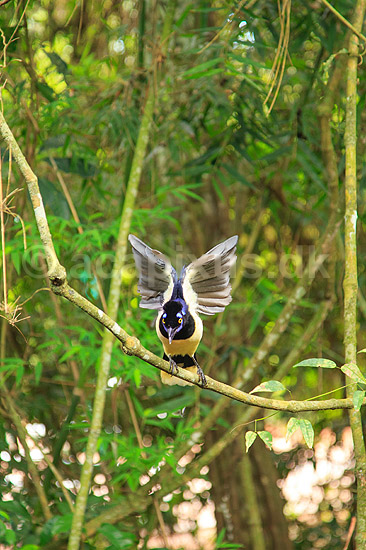 Plystoppet bl�sskade . Plush-crested Jay, Urraca com�n, der str�kker vingerne; Cyanocorax chysops; Iguazu; Argentina; Sydamerika; fugle; Kragefugle, Corvidae