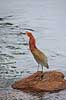 Tigerhejre. R�dhalset tigerhejre / Mexicansk tiger hejre Tigrisoma lineatum Iguazu Argentina Sydamerika fugle Hejrer, Ardeidae