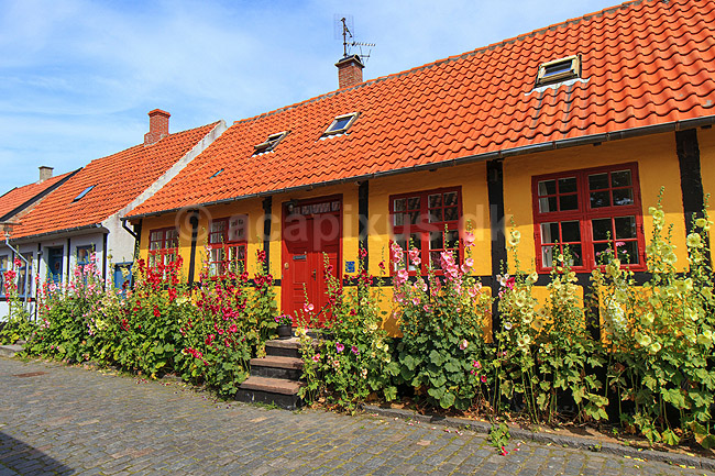R�nne. Gamle bindingsv�rkshuse med stokroser i R�nne; ; R�nne / Bornholm; Danmark; ; ; 