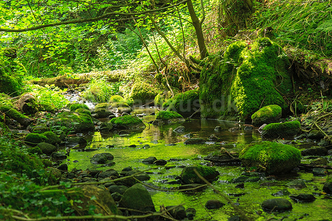 D�ndale�en. D�ndale�en med mosbegroede sten i D�ndalen; ; D�ndalen / Bornholm; Danmark; ; ; vandl�b, �er, spr�kkedale, Natura 2000