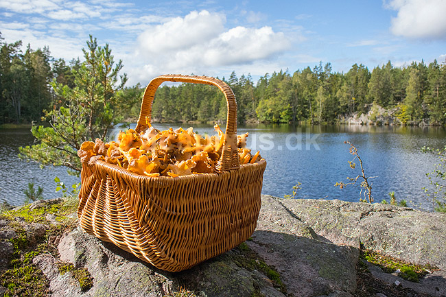 Svampekurv. En kurv fyldt med kantareller samlet i skoven; Cantharellus; Uvahult / Alsterbro / Kalmar L�n; Sverige; ; Svampe; Madlavning, spisesvampe