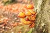 Svampe. Svampe gror p� tr�stamme i S�der�sen  Nationalpark S�der�sen Sverige  Svampe 